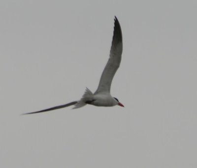 Caspian Tern 110