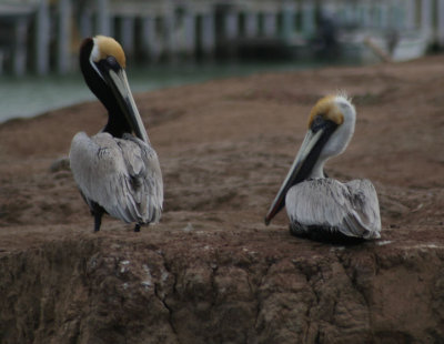 Brown Pelicans 166