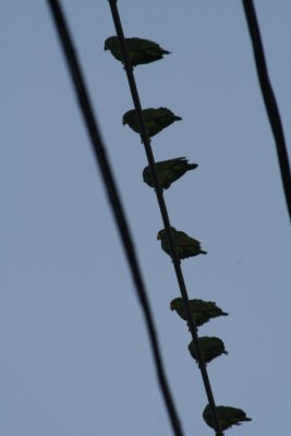 Red-crowned Parrots 244