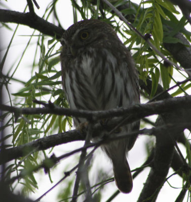 Ferruginous Pygmy-Owl 3673