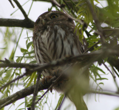 Ferruginous Pygmy-Owl 3685