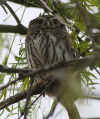 Ferruginous Pygmy-Owl 3688