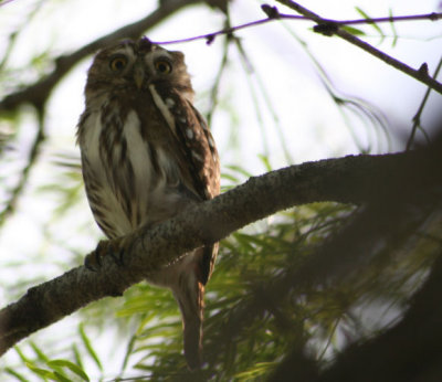 Ferruginous Pygmy-Owl 3706