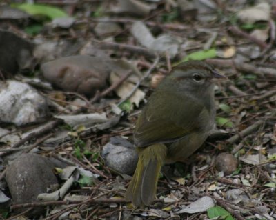 Olive Sparrow 3745