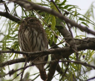 Ferruginous Pygmy-Owl 3630