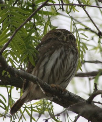 Ferruginous Pygmy-Owl 3640