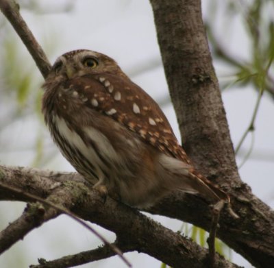 Ferruginous Pygmy-Owl 3650