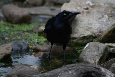 Great-tailed Grackle 3761