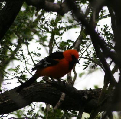 Altamira Oriole 3788