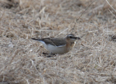 Northern Wheatear 9033