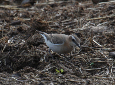 Northern Wheatear 9040