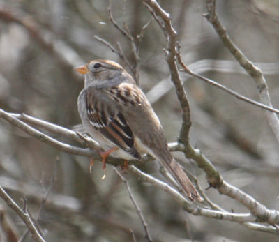 Field Sparrow 9129