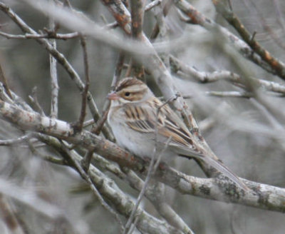 Clay-colored Sparrow 9135
