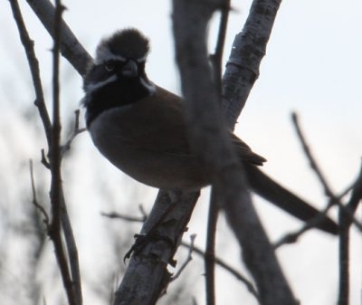 Black-throated Sparrow 9177