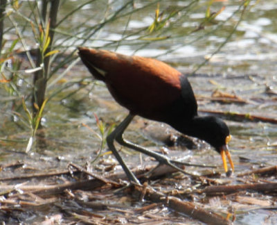 Northern Jacana 9245