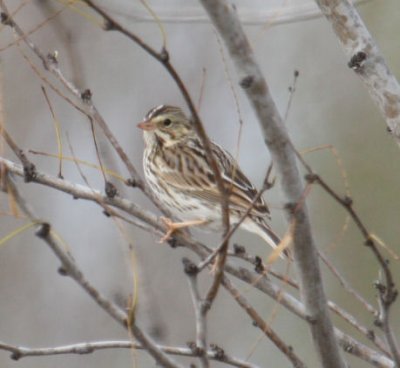 Savannah Sparrow 9387