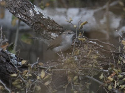 Bewick's Wren 9392