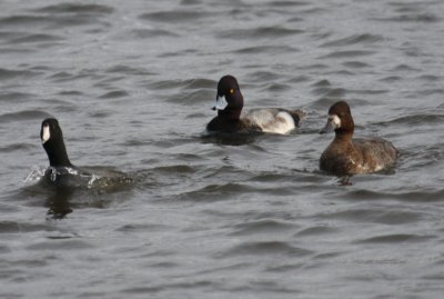 Lesser Scaup & American Coot 9601