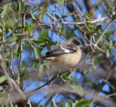White-collared Seedeater 9700
