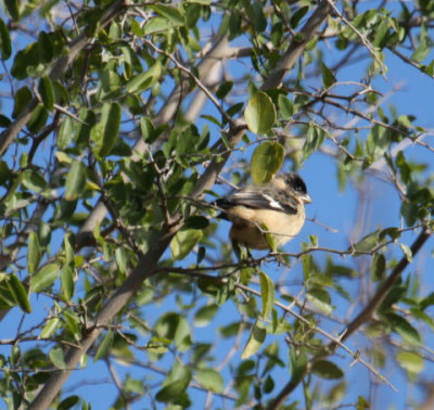 White-collared Seedeater 9720