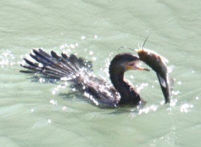Neotropic Cormorant vs catfish 9761