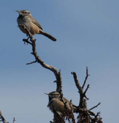Cactus Wrens 9835