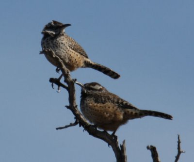 Cactus Wrens 9843