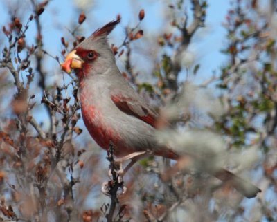 Pyrrhuloxia 9878