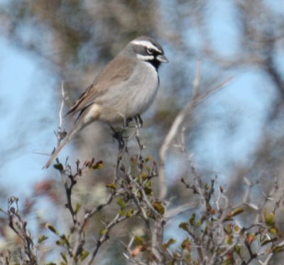 Black-throated Sparrow 9895