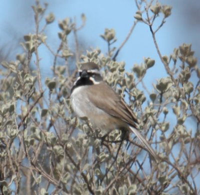 Black-throated Sparrow 9905