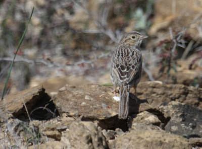 Cassin's Sparrow 9938