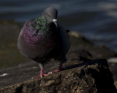 Rock Pigeon 0325