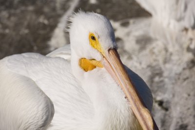 American White Pelican 0335