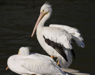 American White Pelicans 0336