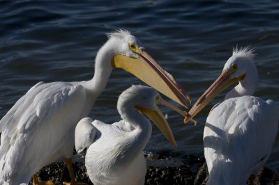 American White Pelicans 0339