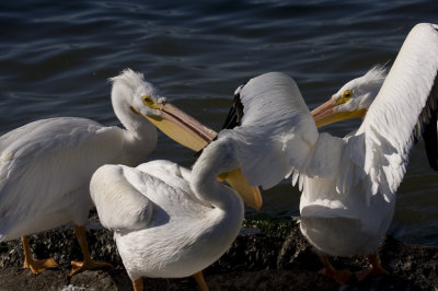 American White Pelicans 0341