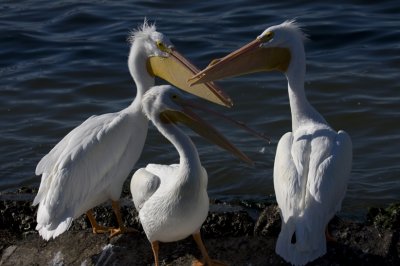 American White Pelicans 0345