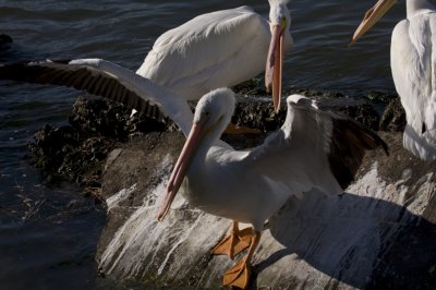 American White Pelicans 0348