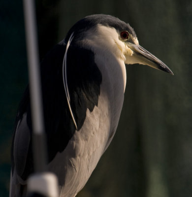 Black-crowned Night-Heron 0354