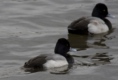 Lesser Scaup 0546