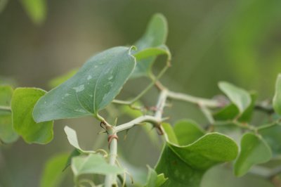 Smilax_1783.JPG