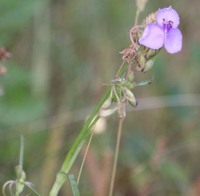 Tradescantia_1785.JPG