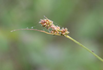 Carex_1791.JPG