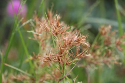 Rhynchospora corniculata_1797.JPG