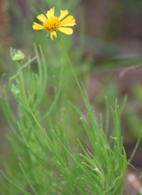 Helenium amarum_1800.JPG