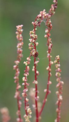 Rumex_1801.JPG