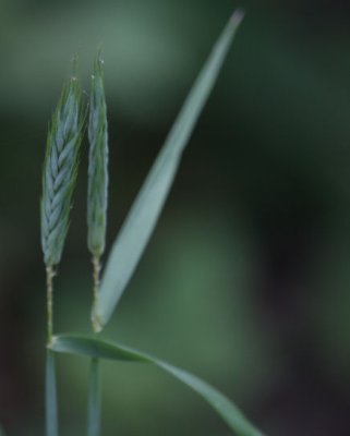 Elymus virginicus_1811.JPG