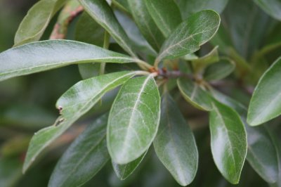 Sideroxylon lanuginosum_1824.JPG