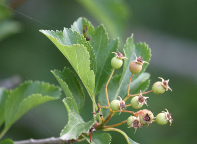 Crataegus_1841.JPG