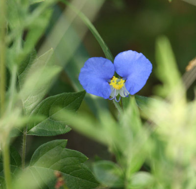Commelina_1847.JPG